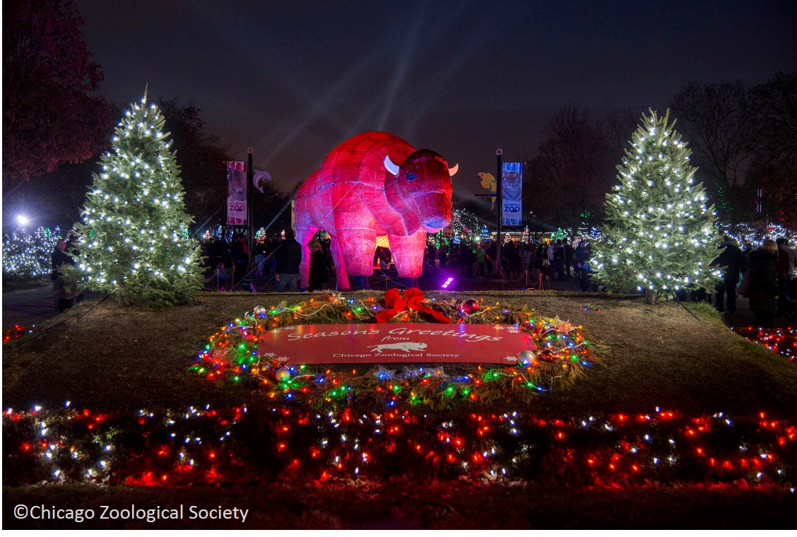 brookfield zoo with christmas trees and holiday lights